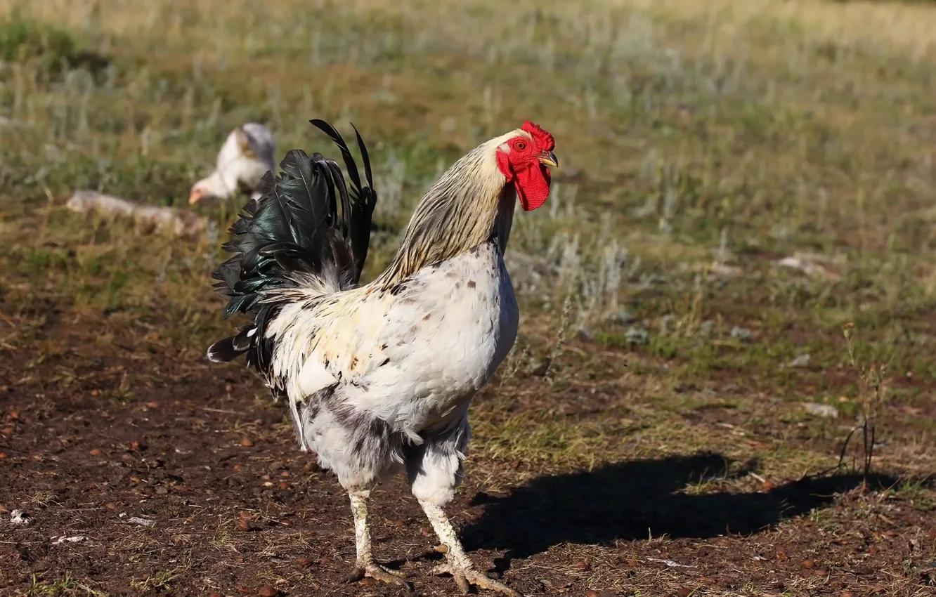 Photo wallpaper background, bird, cock
