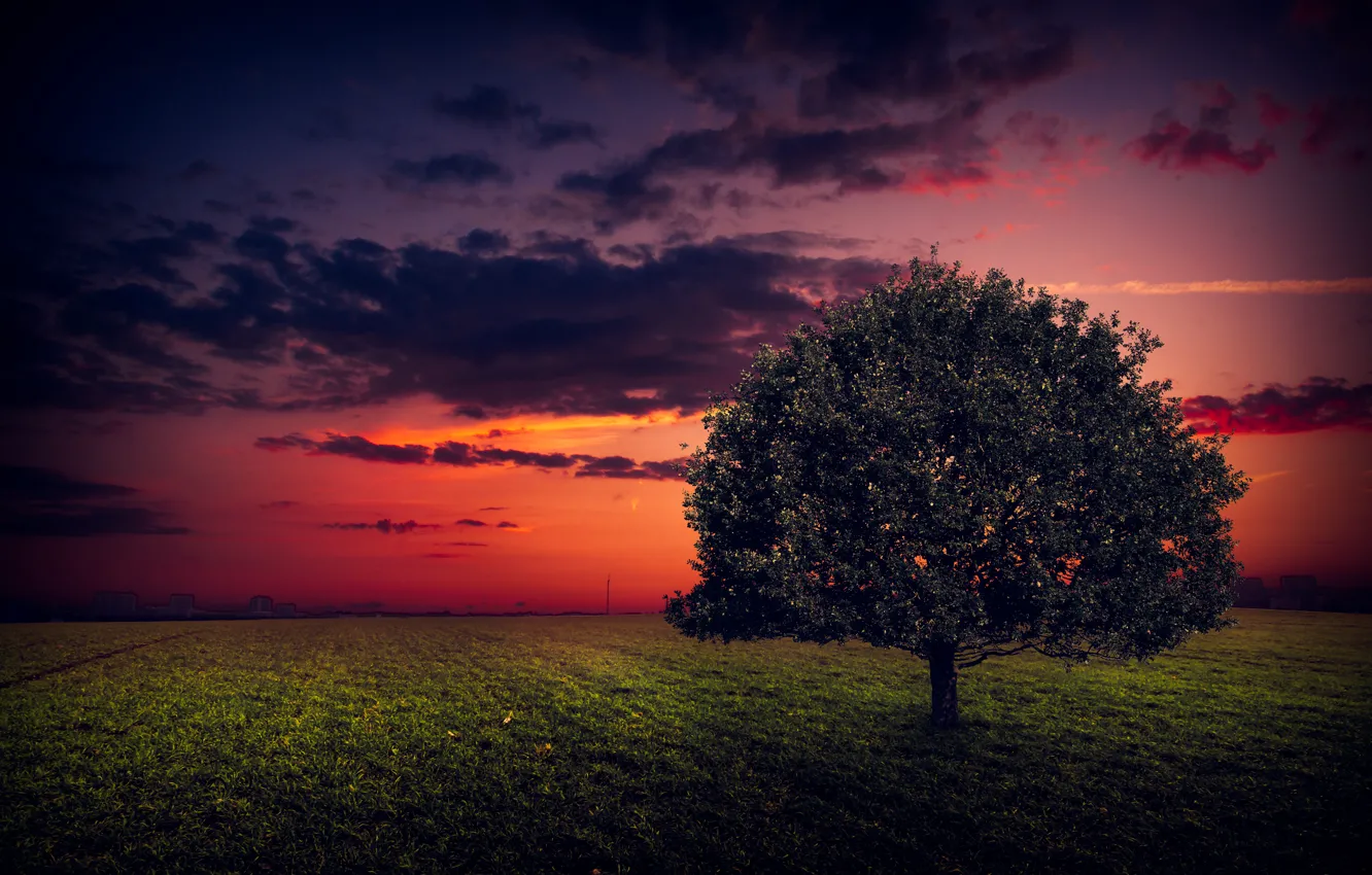 Photo wallpaper field, the sky, grass, sunset, tree, glow