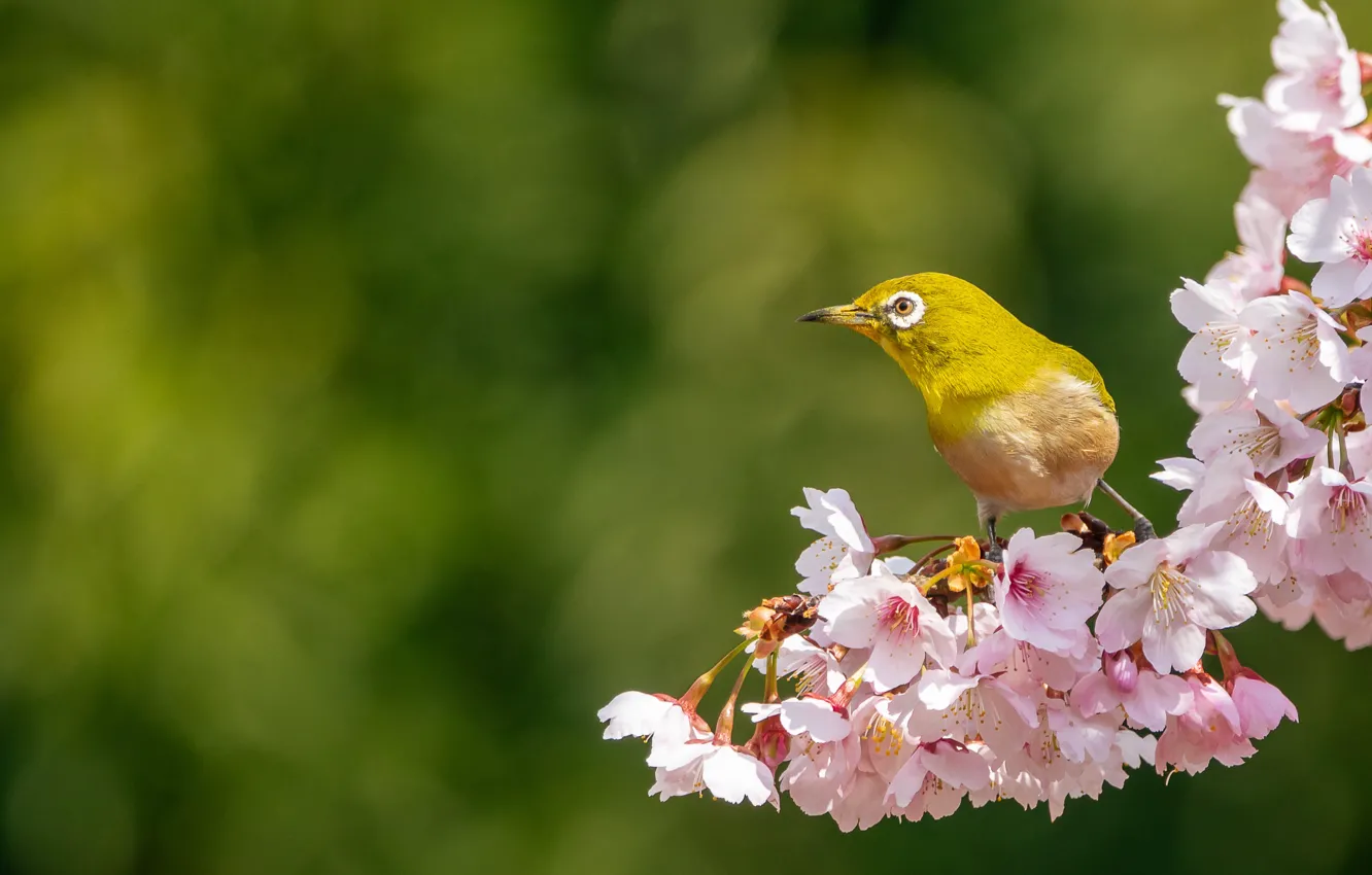 Photo wallpaper flowers, bird, branch, spring, flowering, Japanese white-eye