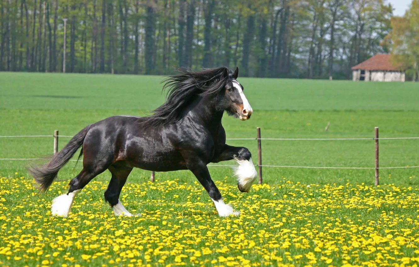 Photo wallpaper animal, horse, wild, Shire-Horse