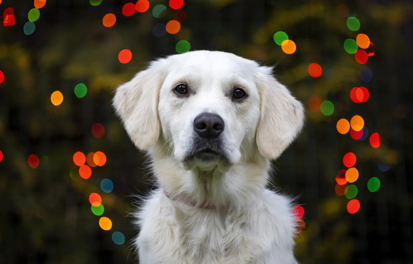 Photo wallpaper white, look, the dark background, new year, dog, Christmas, garland, face
