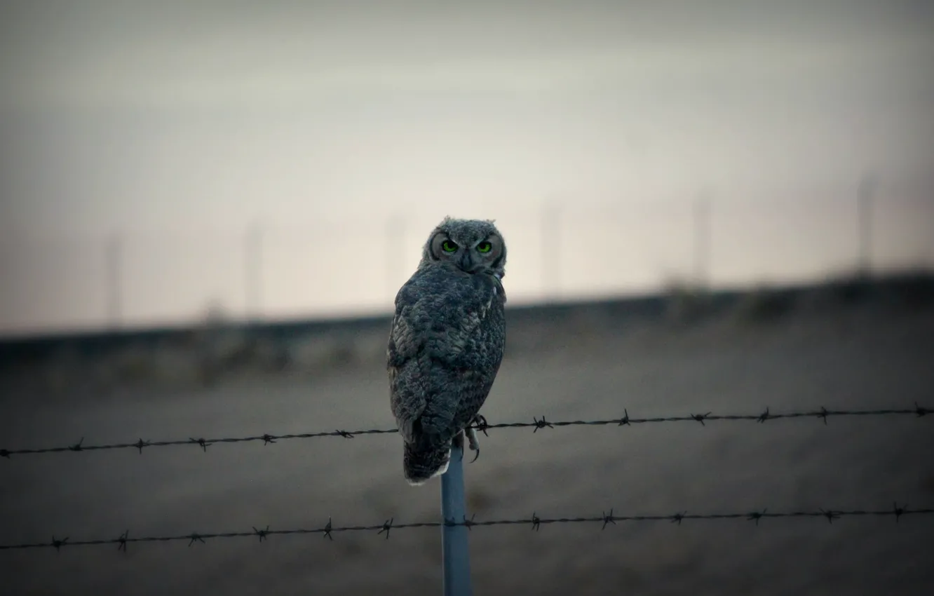 Photo wallpaper the sky, owl, barbed wire, blurred background