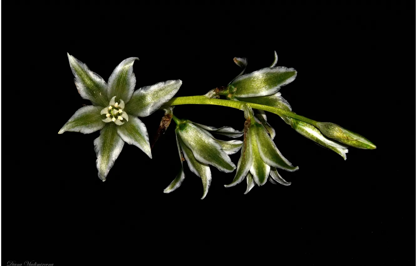 Photo wallpaper flowers, spring, bells, black background