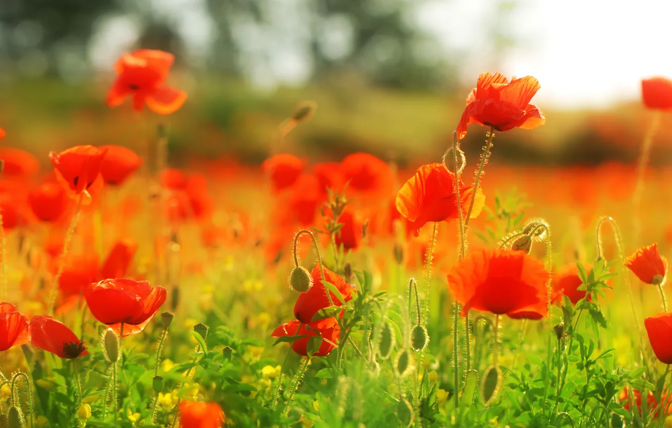 Photo wallpaper light, flowers, red, Maki, blur, blur, bokeh, poppy field
