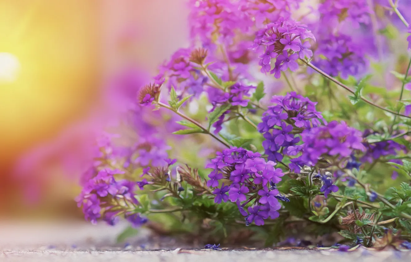 Photo wallpaper flowers, plant, bokeh