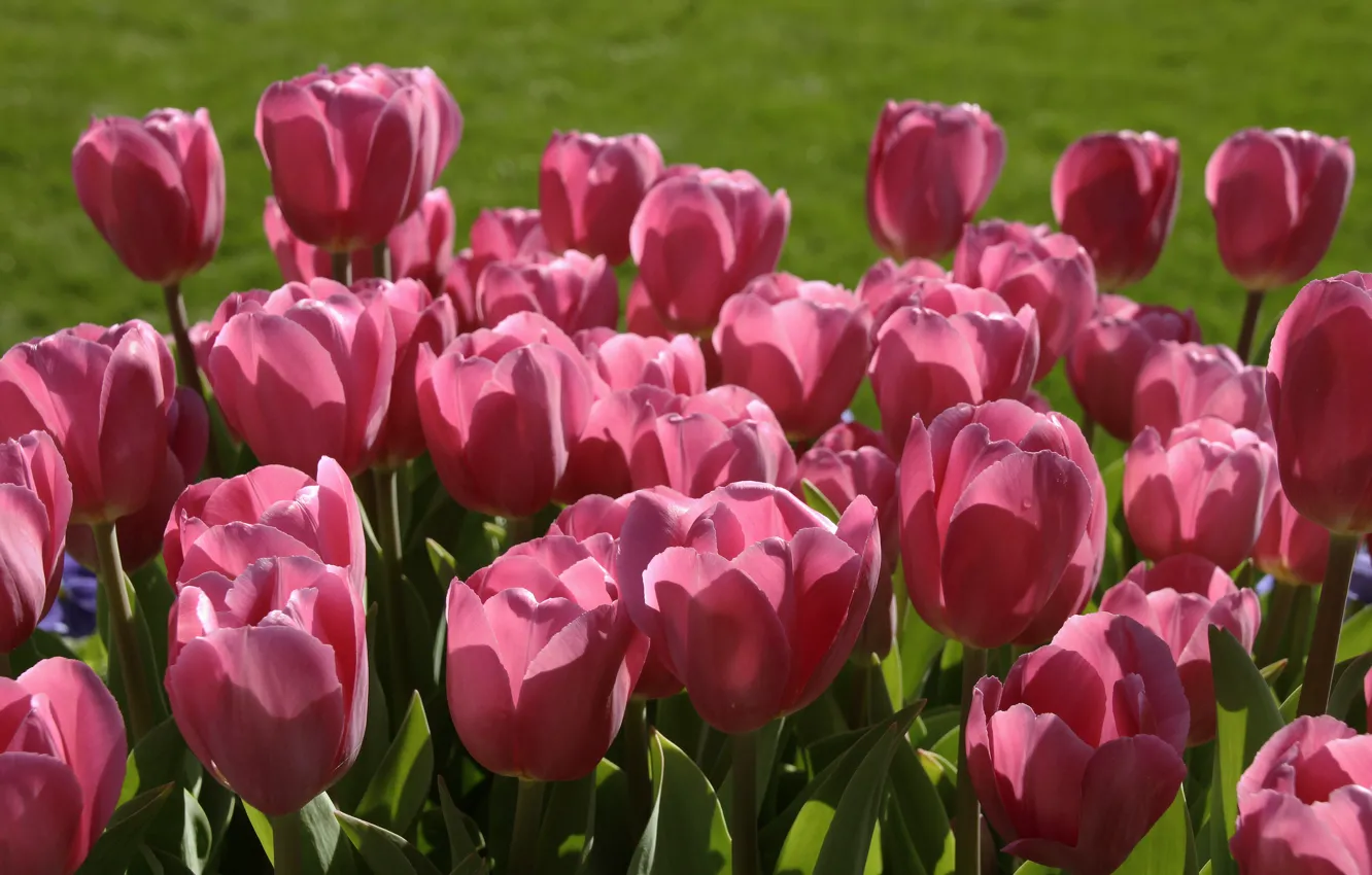 Photo wallpaper tulips, pink, buds