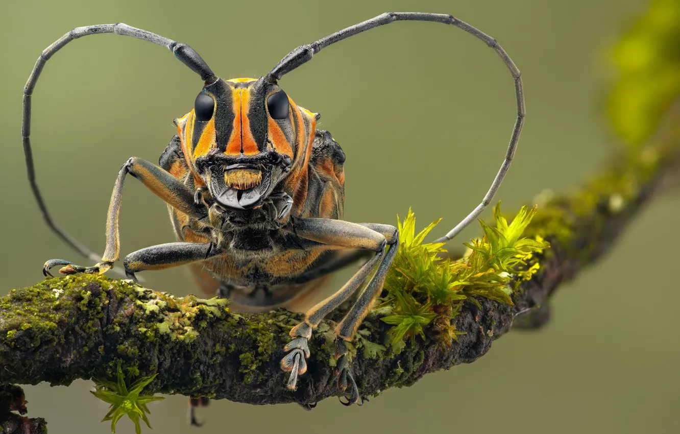 Photo wallpaper beetle, insect, Barbels