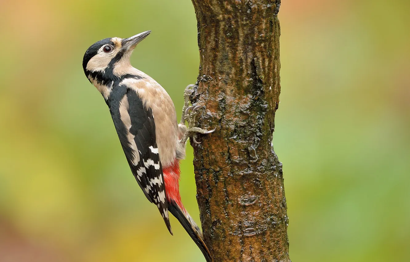 Photo wallpaper background, tree, bird, woodpecker, trunk