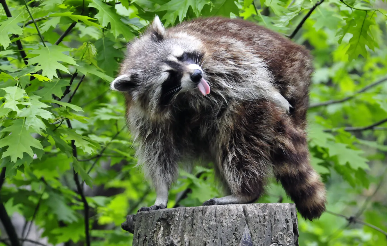 Photo wallpaper language, leaves, stump, stump, raccoon, maple, washing