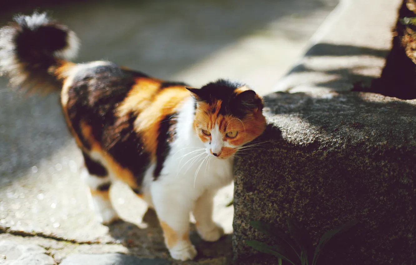 Photo wallpaper cat, Koshak, striped, Tomcat