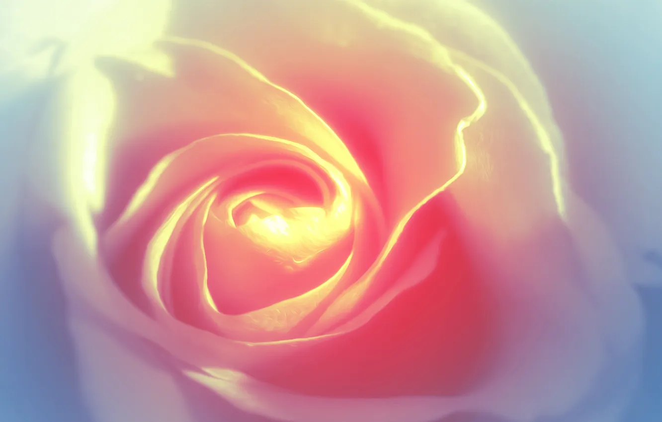 Photo wallpaper tenderness, rose, white