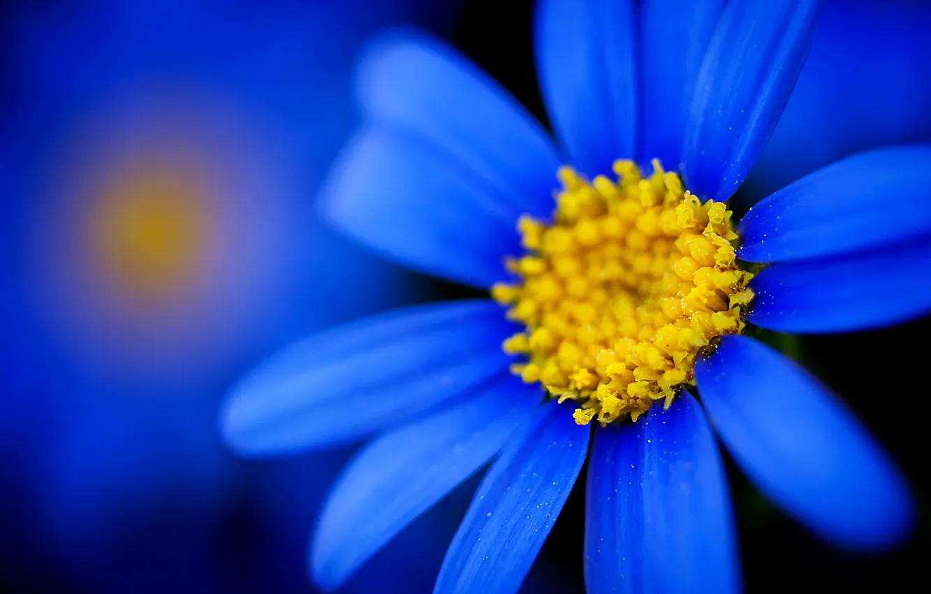 Photo wallpaper macro, focus, Flower, petals, blur, blue