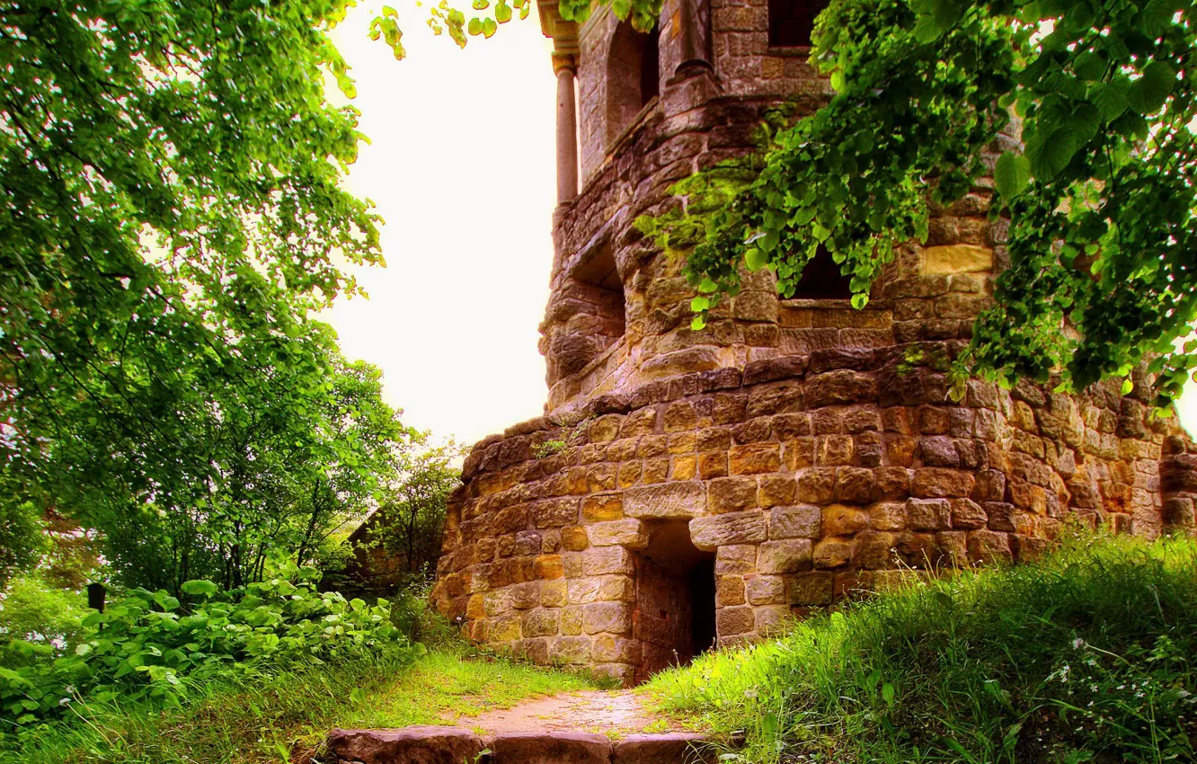 Photo wallpaper trees, nature, foliage, home