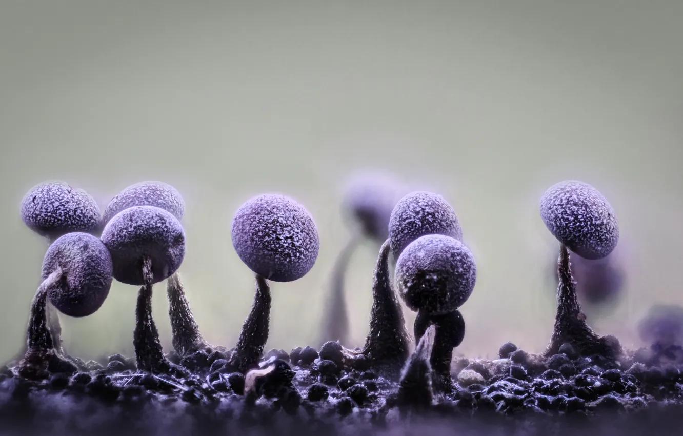 Photo wallpaper macro, nature, mushrooms