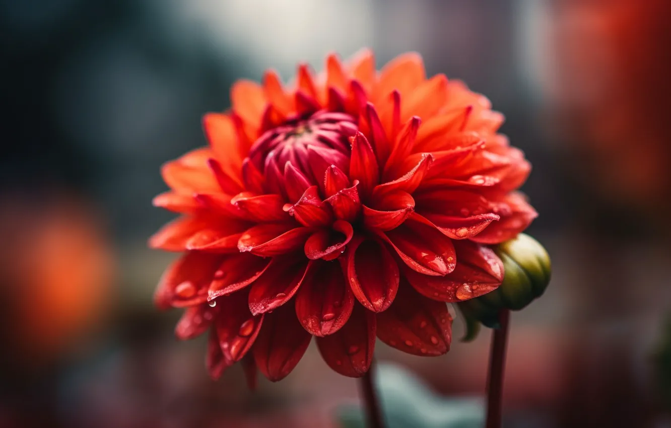 Photo wallpaper drops, macro, light, flowers, red, bokeh, composition, dahlias
