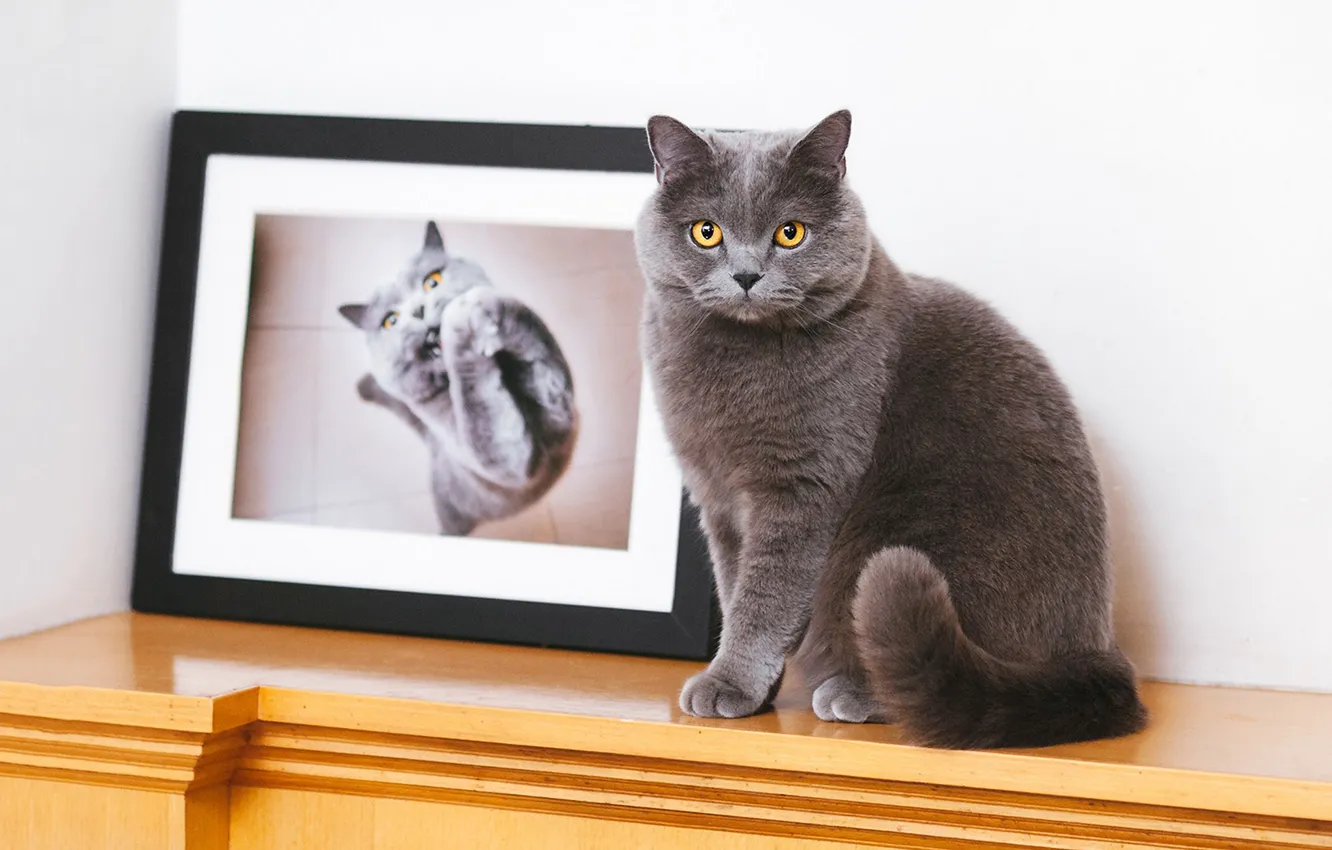Photo wallpaper cat, cat, look, pose, face