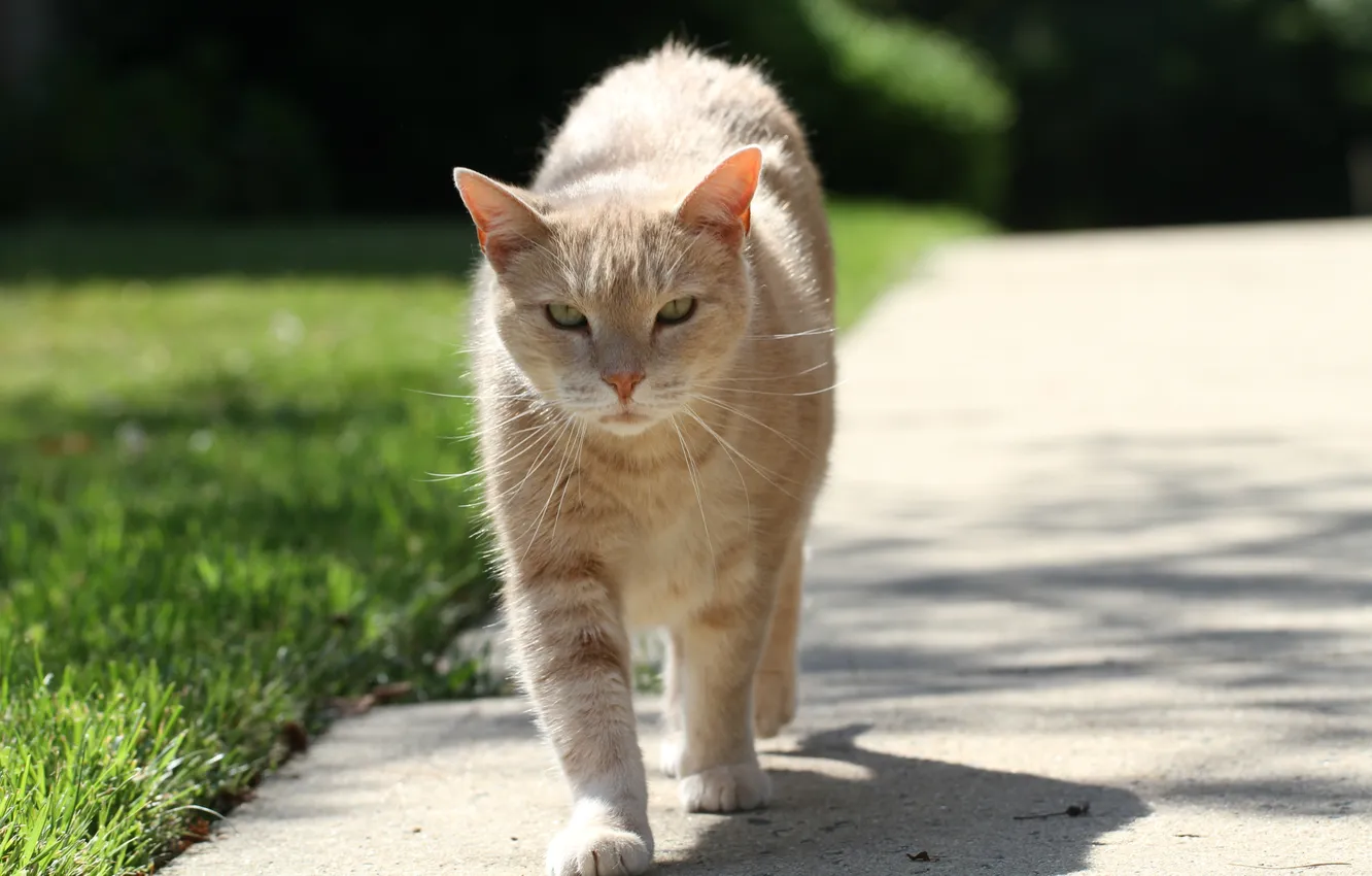 Photo wallpaper cat, cat, walk