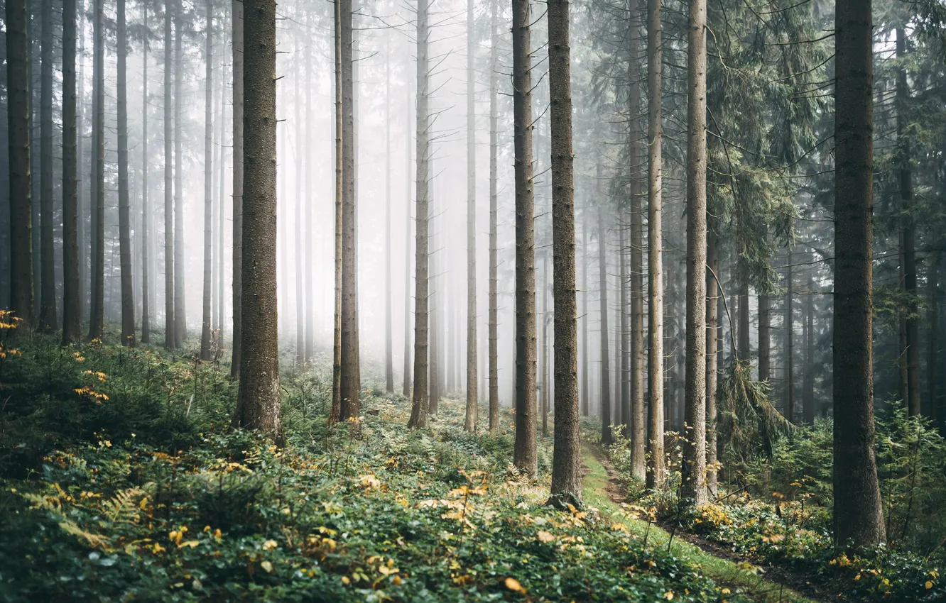 Photo wallpaper autumn, forest, fog