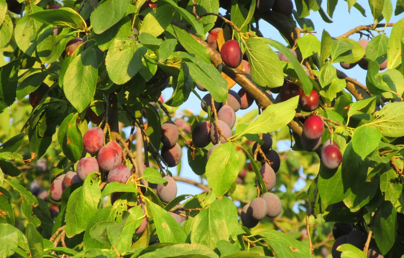 Photo wallpaper plum, Meduzanol ©, Summer 2018