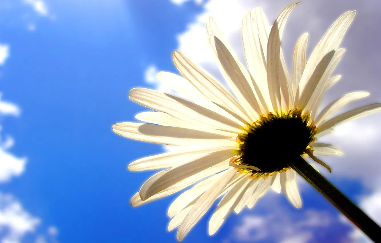 Photo wallpaper flower, the sky, clouds, petals, Daisy, stem