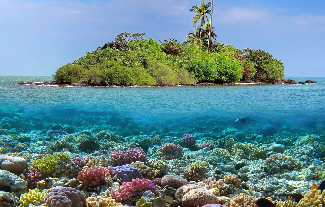 Photo wallpaper tropics, the ocean, island, corals, island, reef, coral