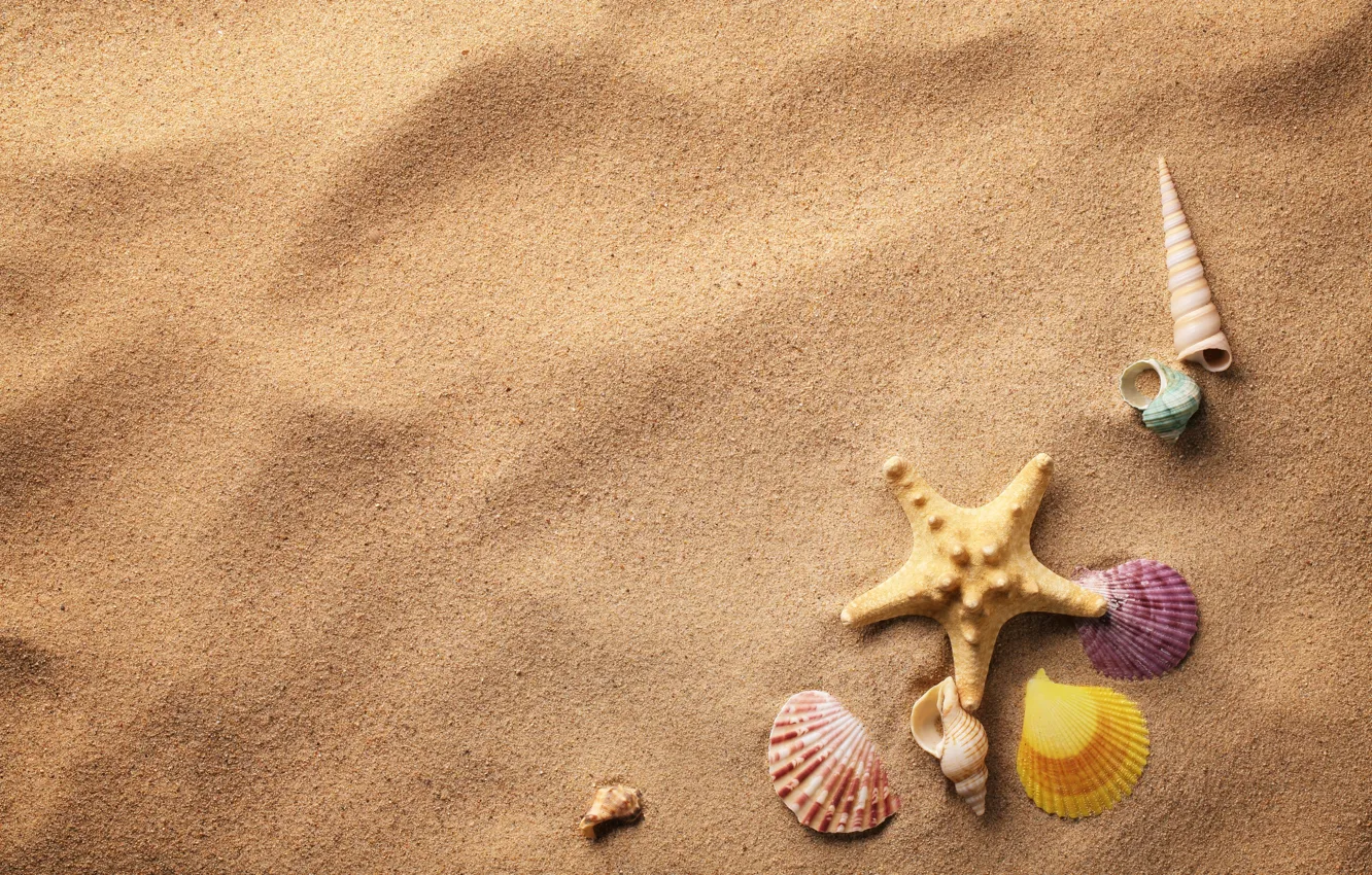 Photo wallpaper sand, shell, starfish, sand, shells, starfish