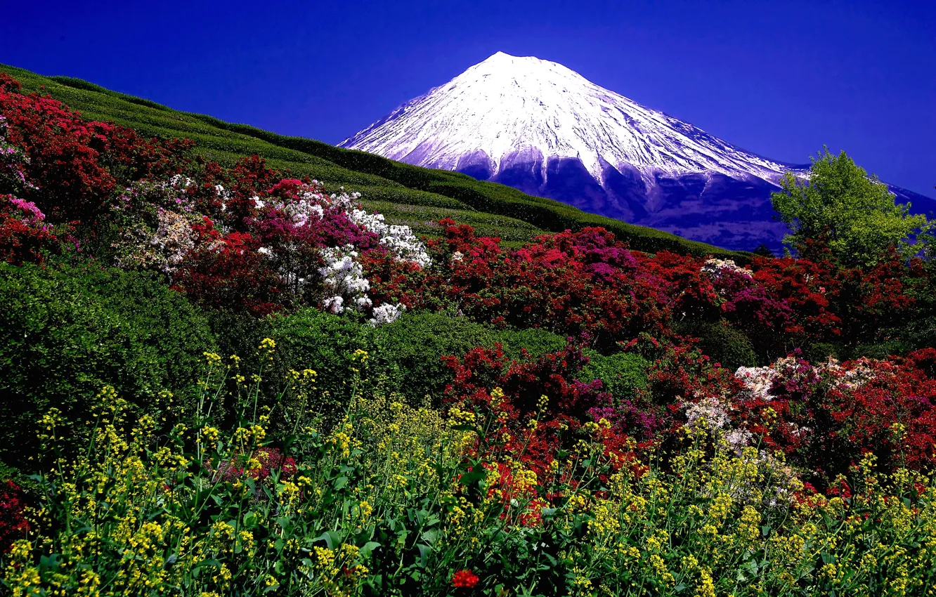 Photo wallpaper field, landscape, mountains, nature, photo, the volcano, the bushes