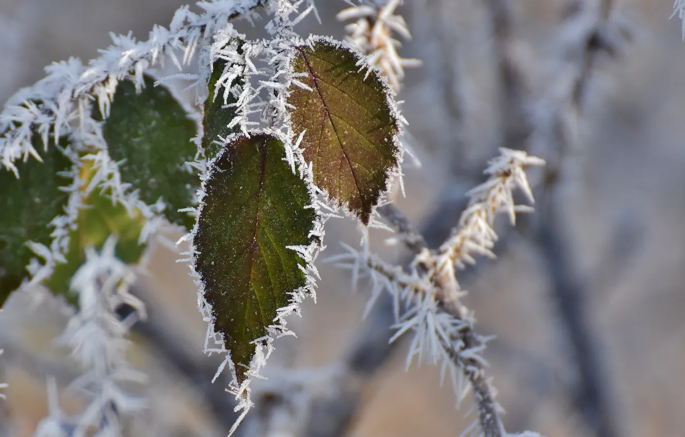Photo wallpaper winter, frost, leaves, macro, snow, branches, nature, frost