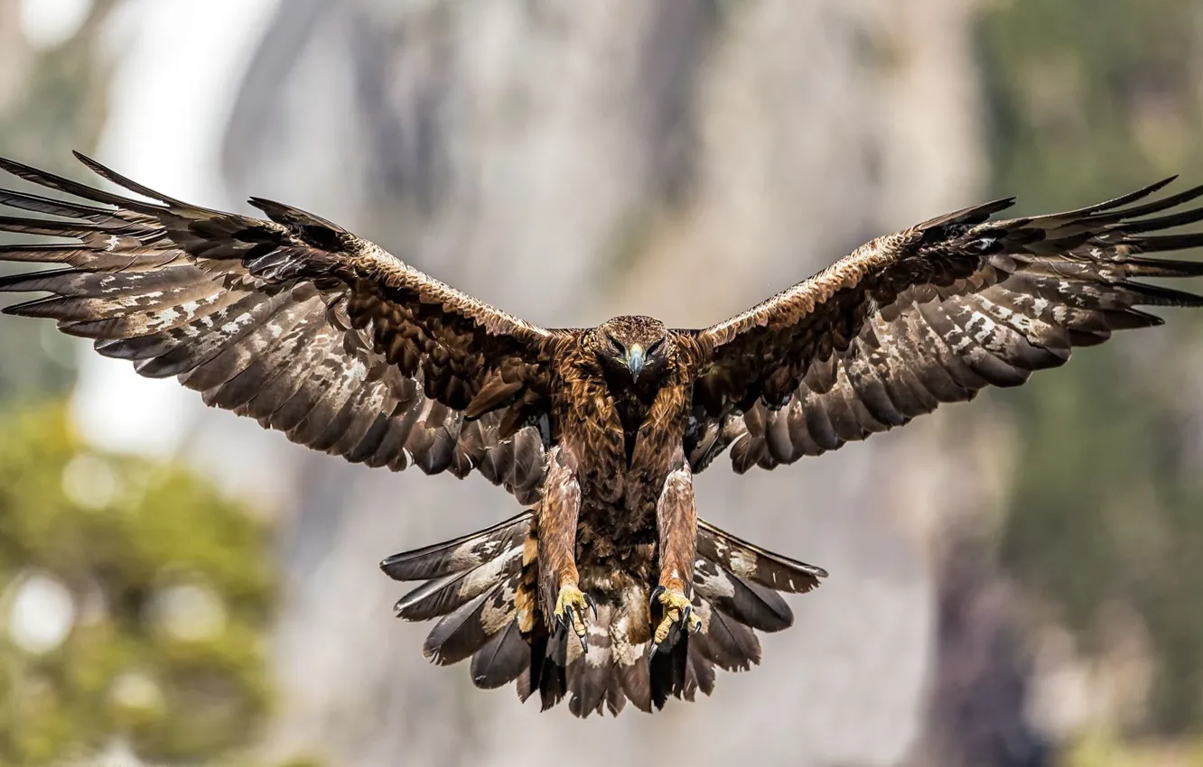 Photo wallpaper bird, eagle, wings, soars