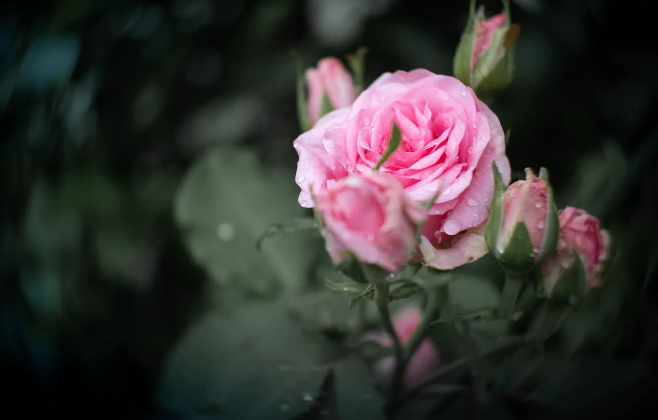 Photo wallpaper drops, macro, roses, buds, bokeh