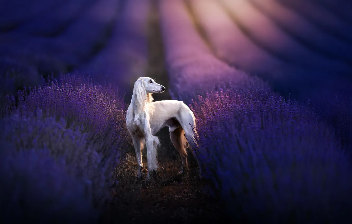 Photo wallpaper each, dog, lavender
