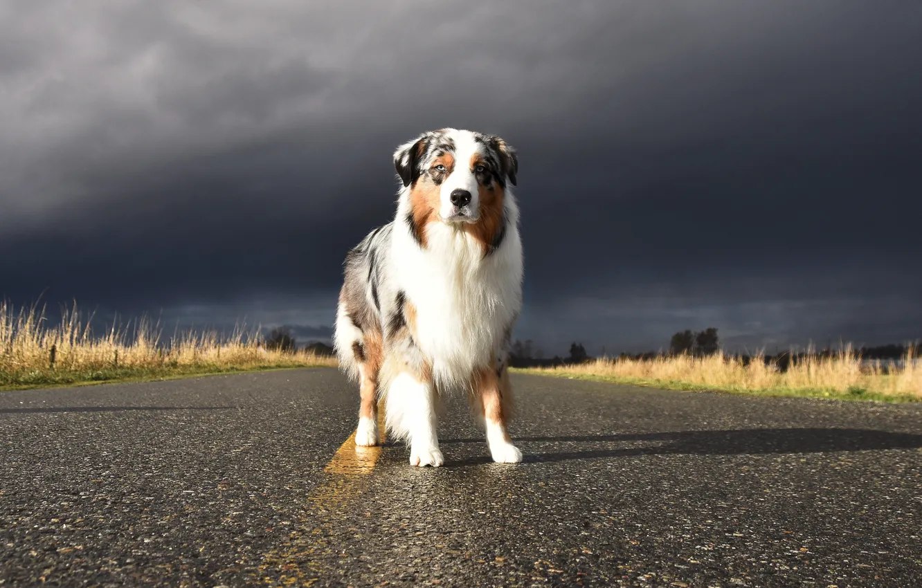 Photo wallpaper road, the sky, grass, look, asphalt, light, clouds, pose
