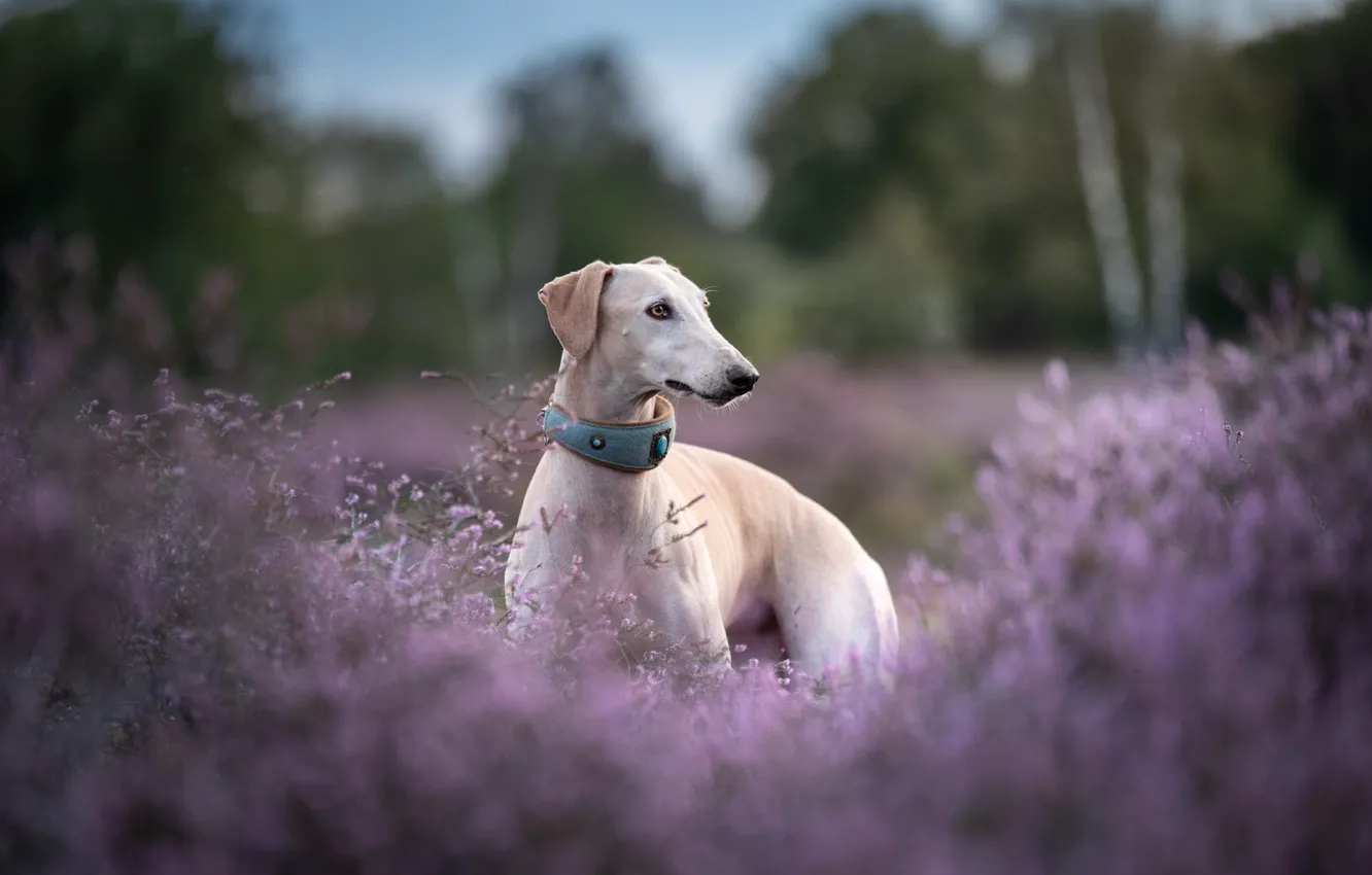 Photo wallpaper look, flowers, nature, Park, thickets, glade, foliage, dog