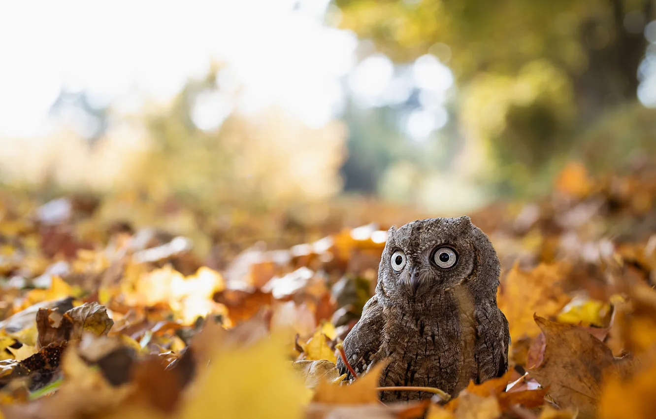 Photo wallpaper autumn, look, owl, bird, foliage, bokeh, autumn leaves, owl