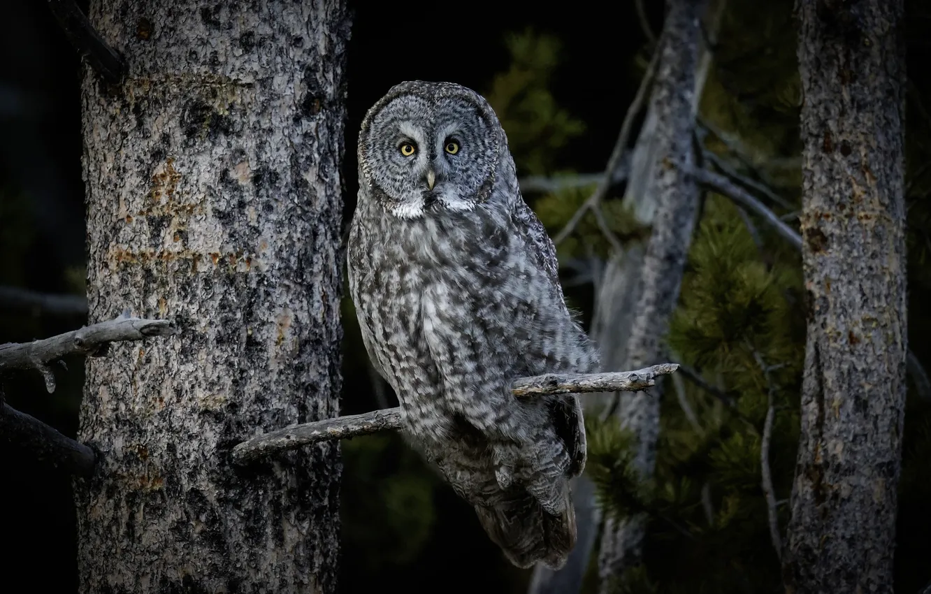 Photo wallpaper forest, look, trees, nature, pose, the dark background, owl, bird