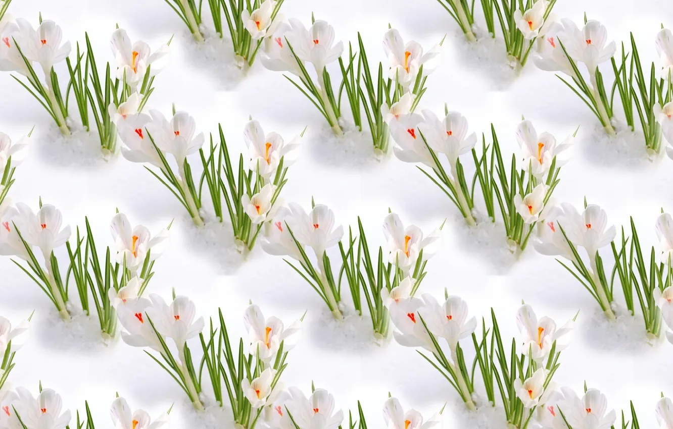 Photo wallpaper snow, flowers, mood, texture, spring, primrose