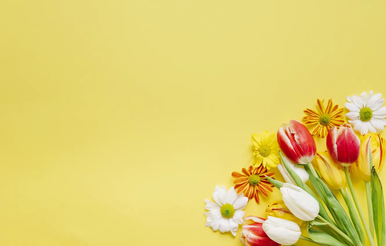 Photo wallpaper flowers, background, Tulips, chrysanthemum
