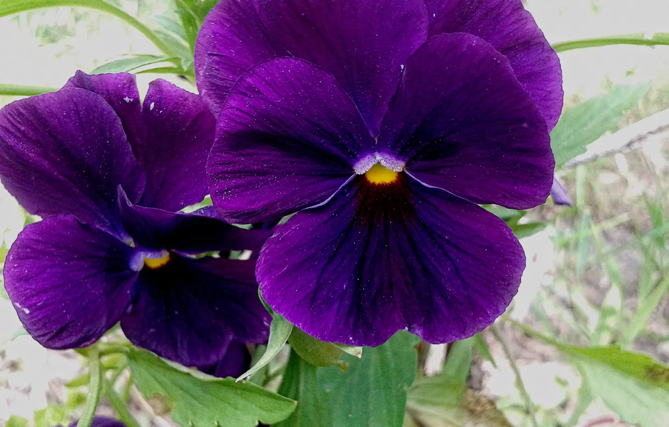 Photo wallpaper summer, flowers, viola