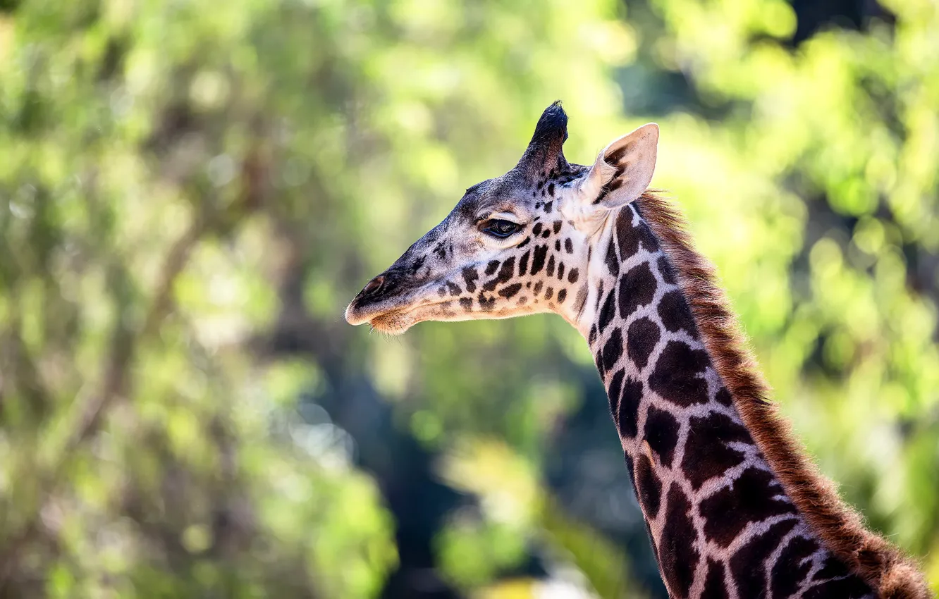 Photo wallpaper large, giraffe, color, neck