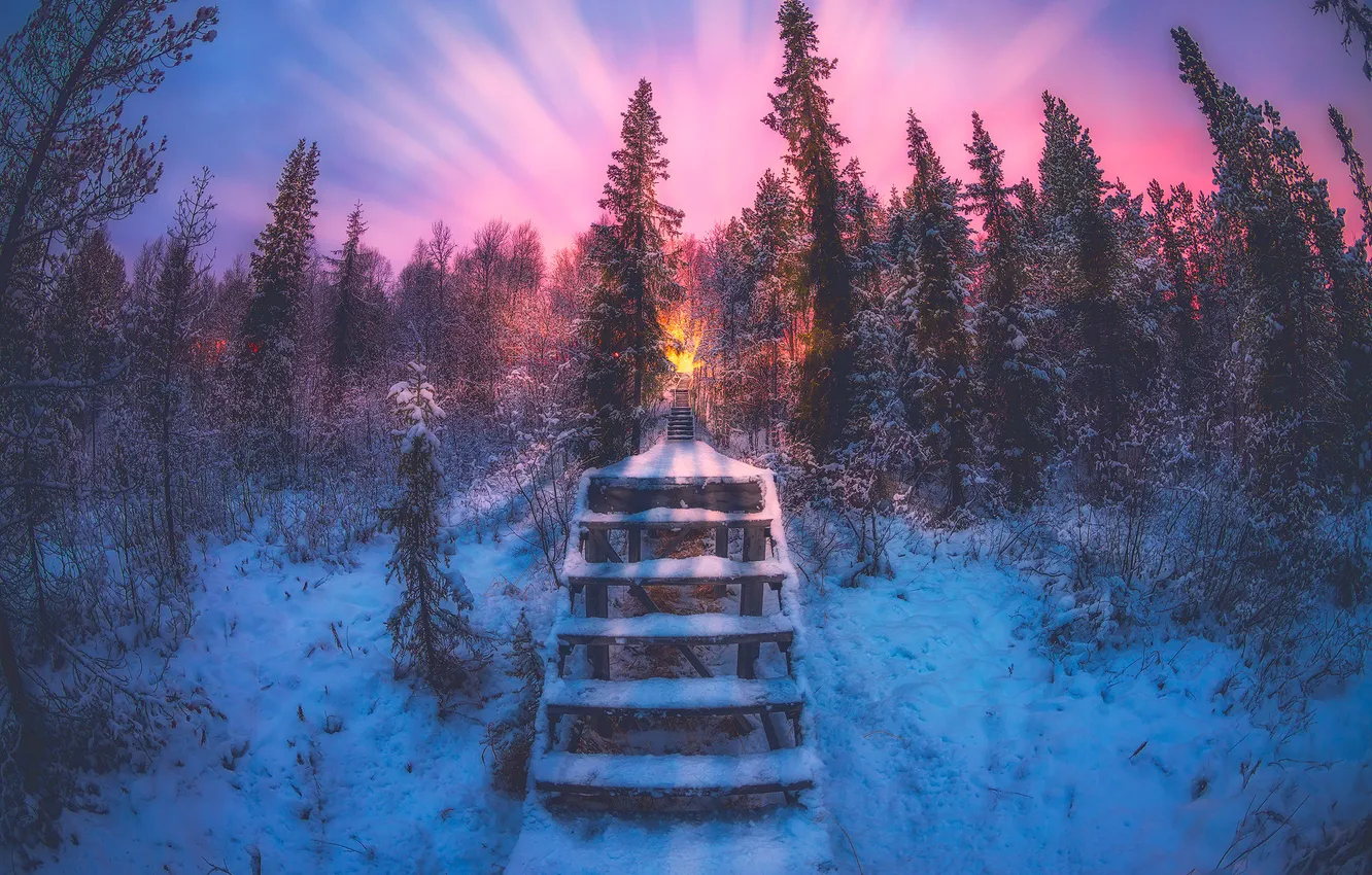 Photo wallpaper winter, frost, forest, the sky, the sun, rays, snow, sunset
