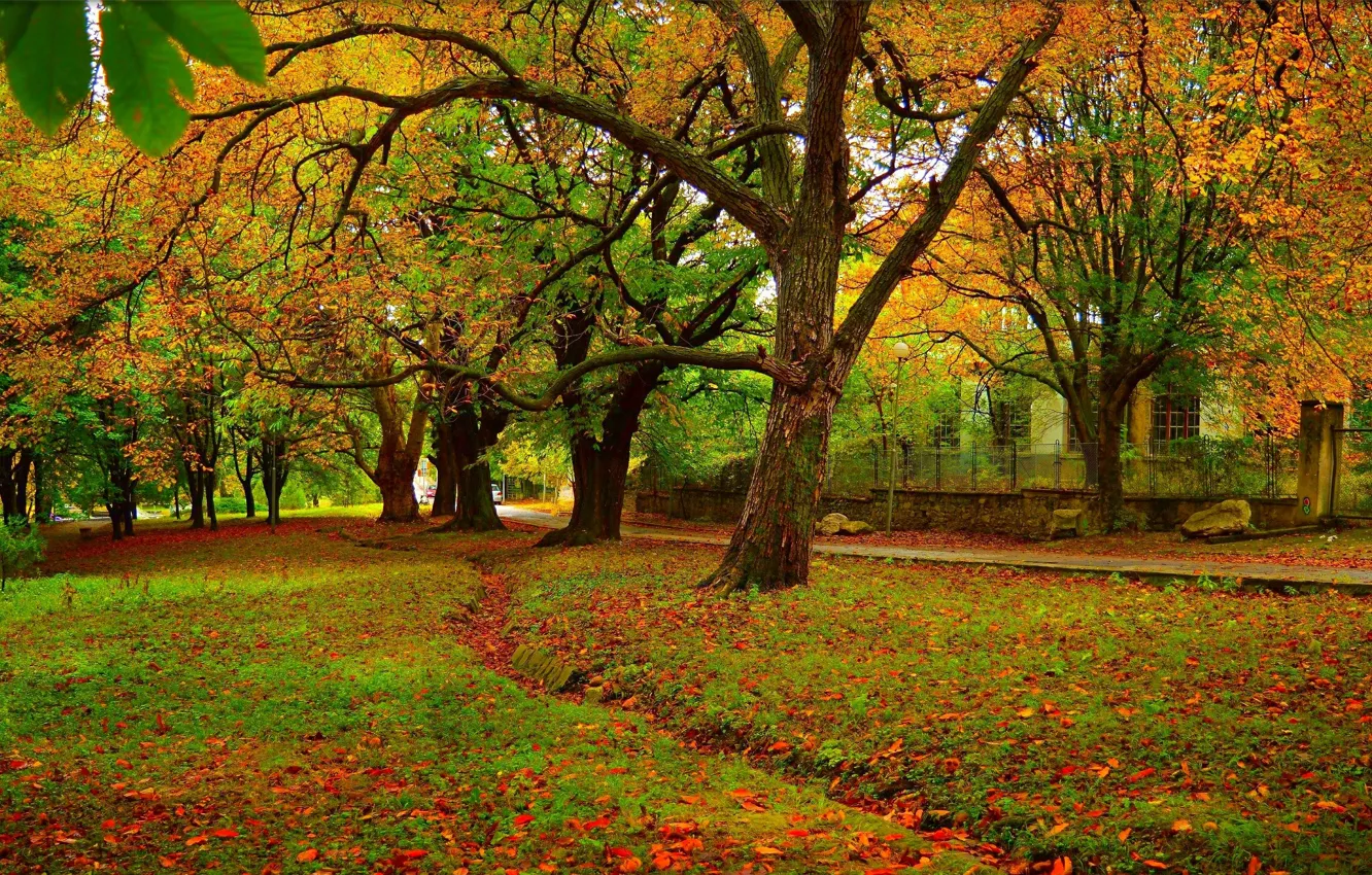 Photo wallpaper Autumn, Trees, Park, Fall, Foliage, Park, Autumn, Colors