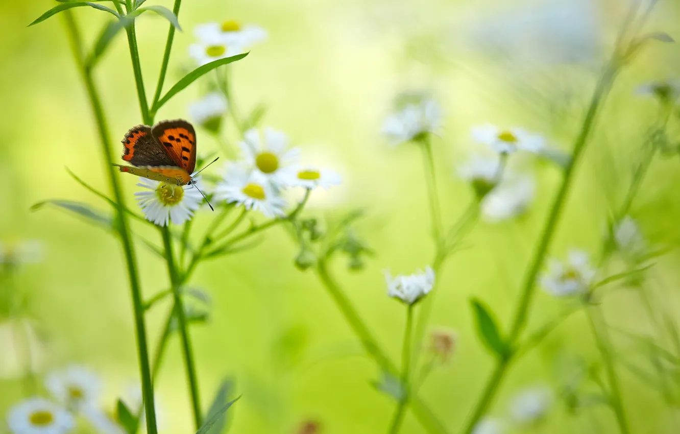 Photo wallpaper nature, background, butterfly, color