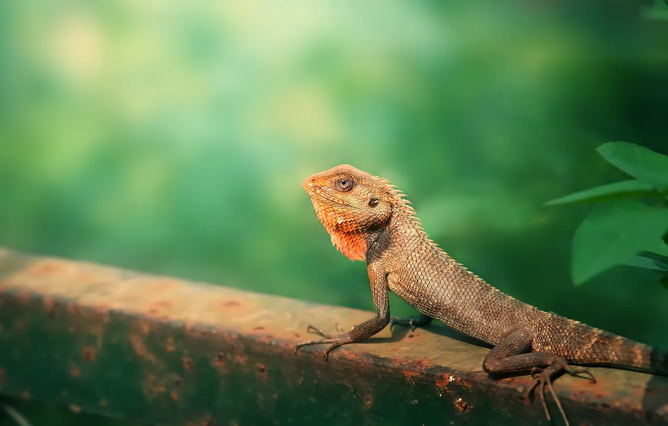 Photo wallpaper Nature, animal, Garden Lizard