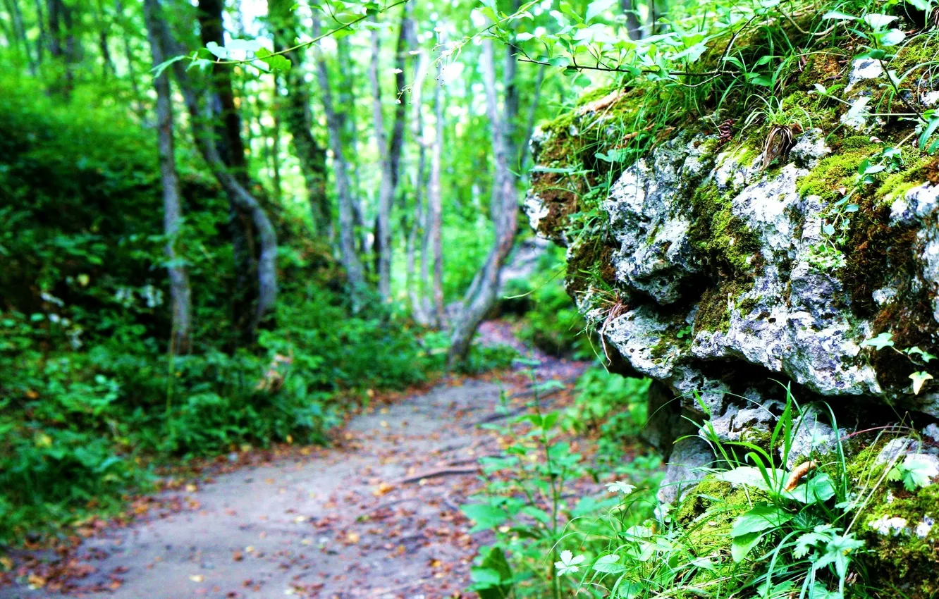 Photo wallpaper greens, forest, grass, nature, stones, rocks, spring, path