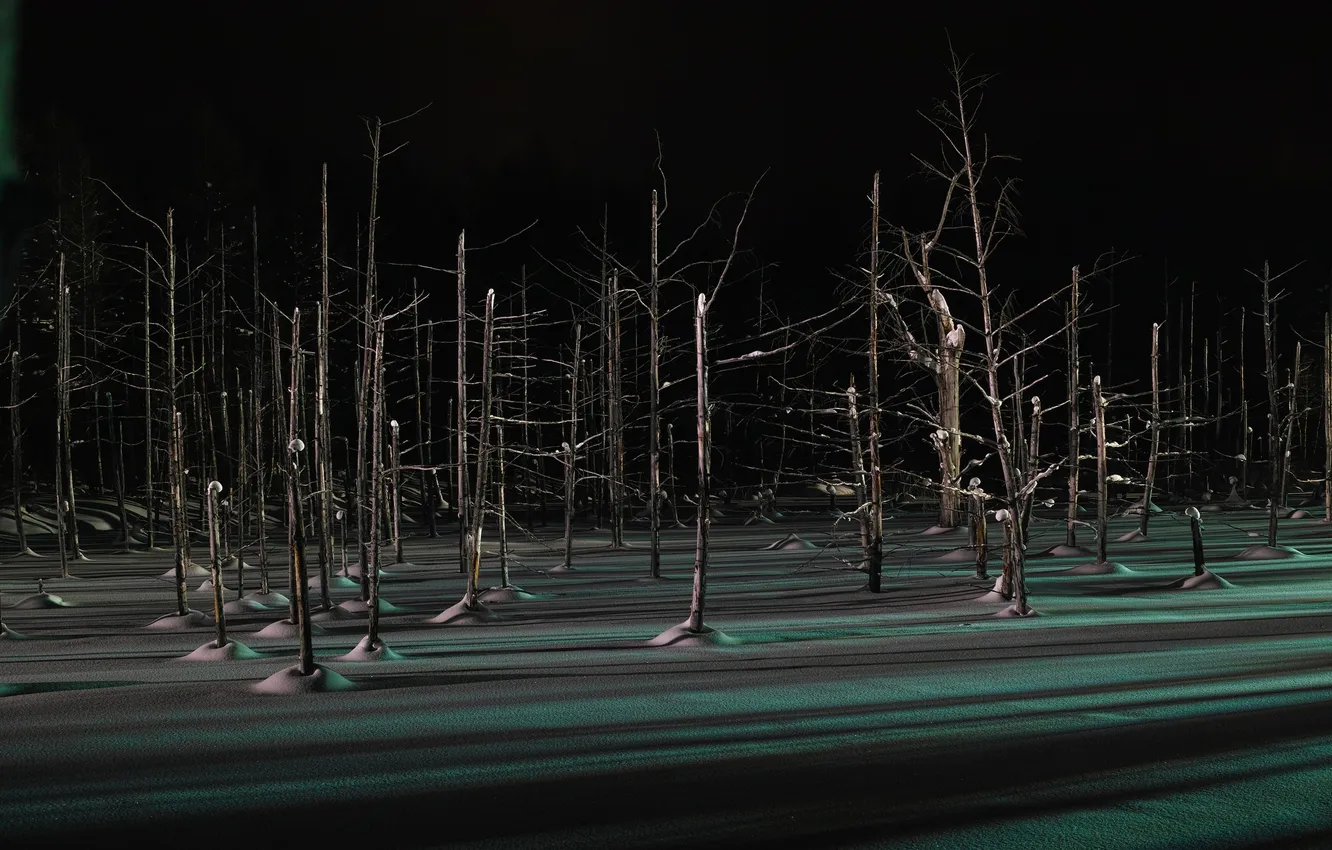 Photo wallpaper winter, forest, light, snow, trees, night, shadow
