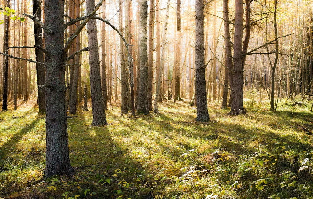 Photo wallpaper autumn, forest, nature