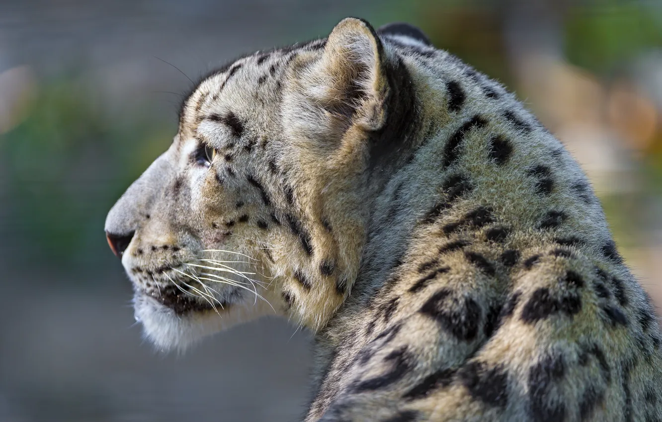 Photo wallpaper face, profile, IRBIS, snow leopard, wild cat