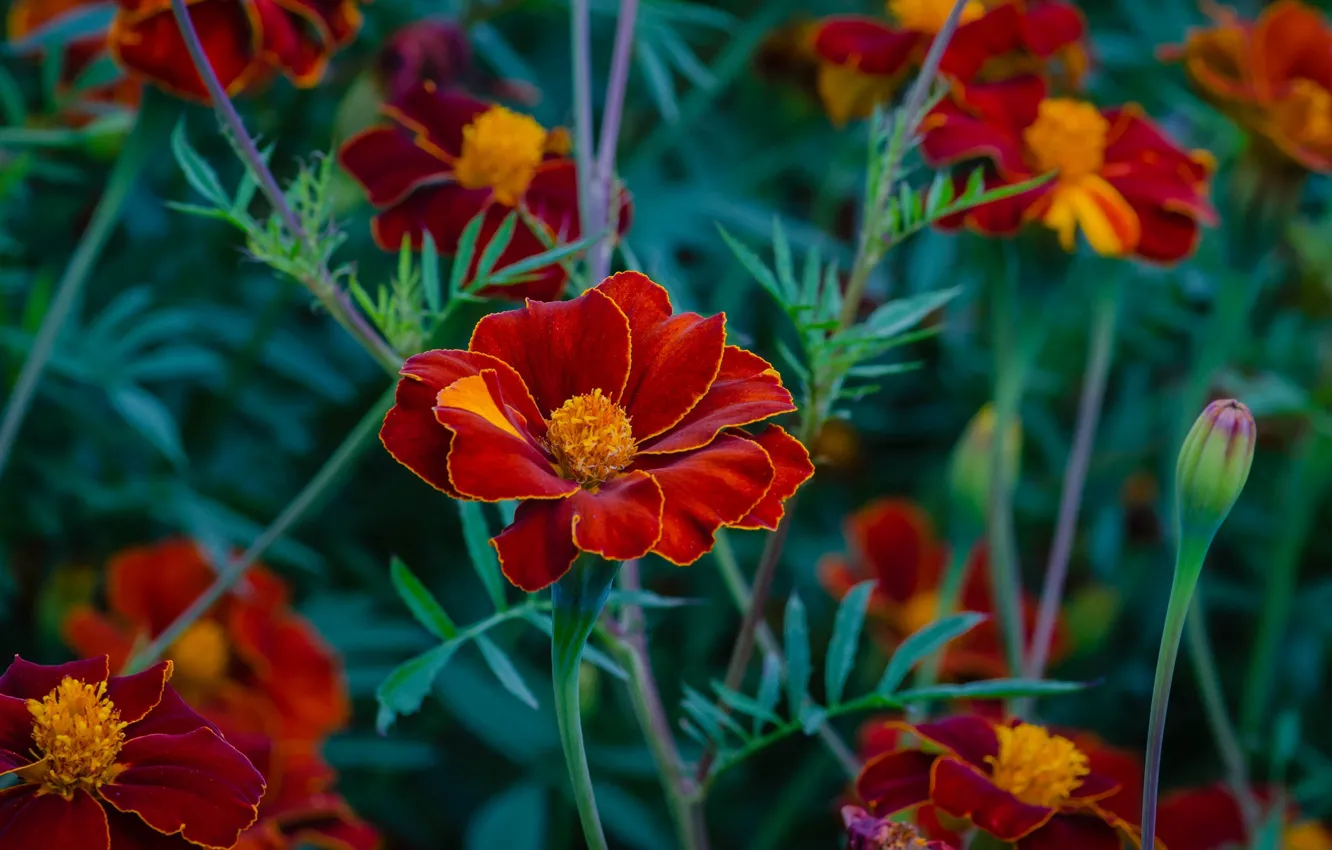 Photo wallpaper macro, flowers, flowerbed, marigolds