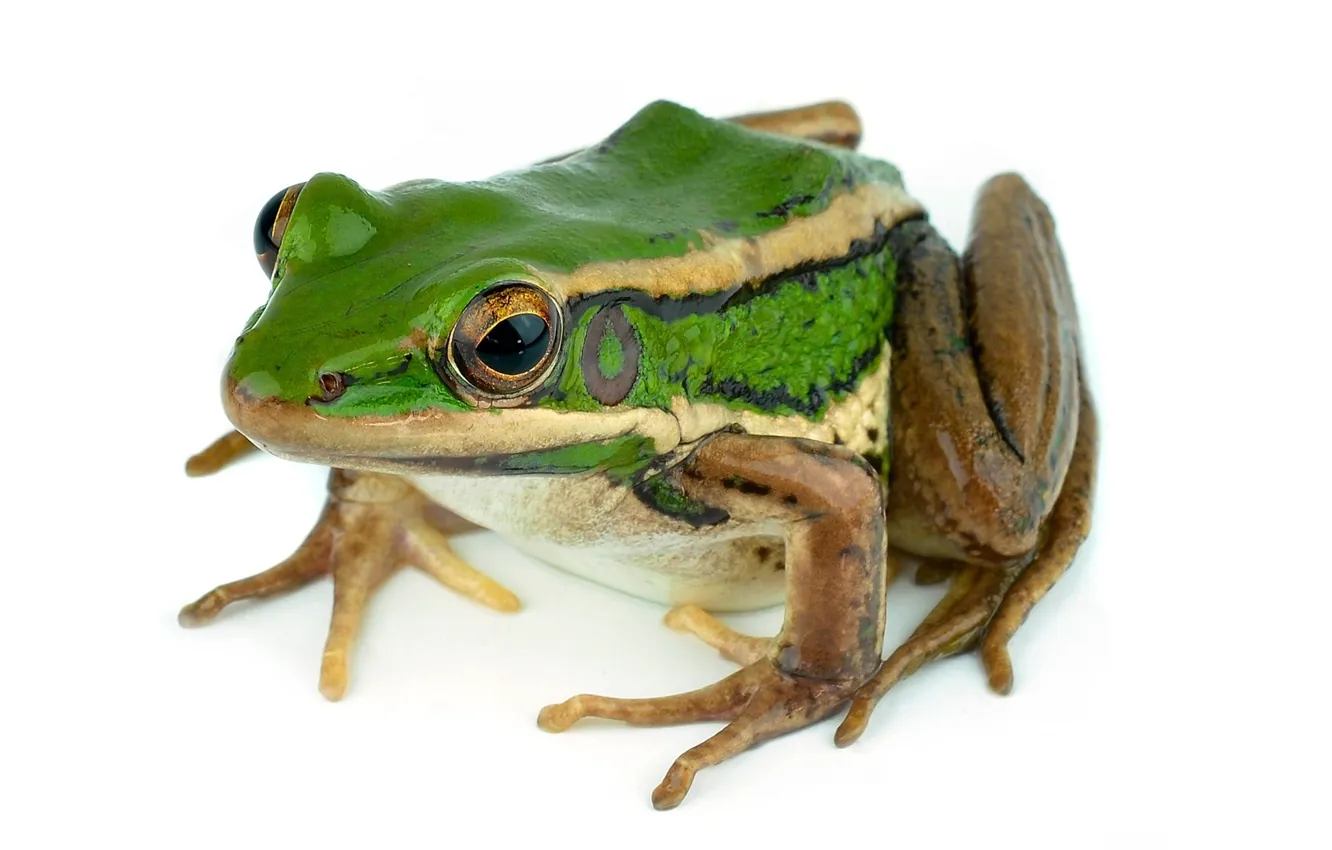 Photo wallpaper frog, white background, green frog