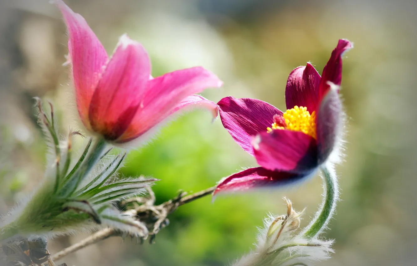 Photo wallpaper flowers, background, blur, pink
